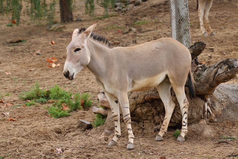 African Wild Ass Crisis