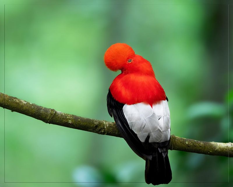 Forest Health Indicators