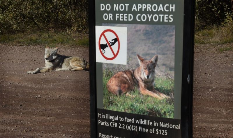 Avoid Feeding Wildlife