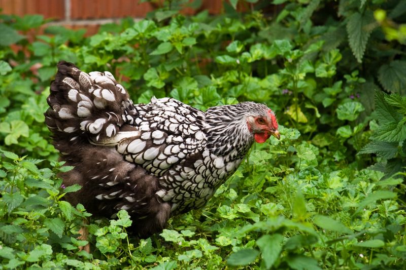 Organic Orchard Allies: Bantam Chickens