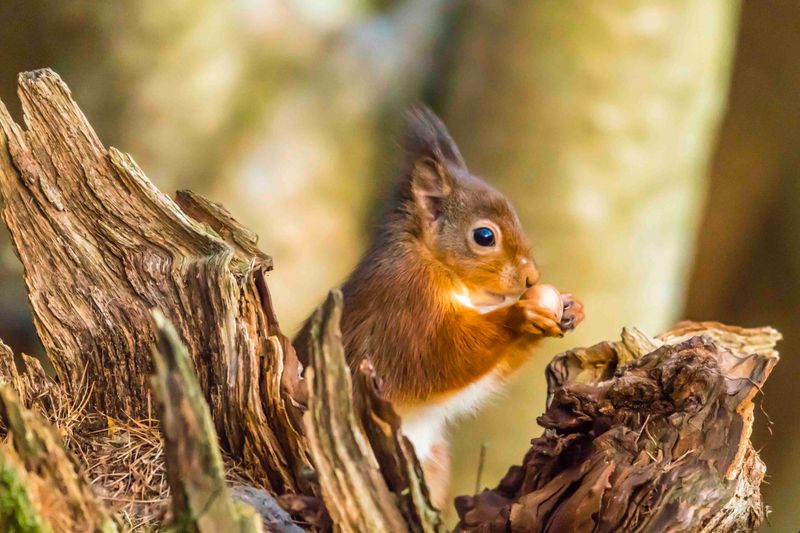 The Role Of Conservation Groups