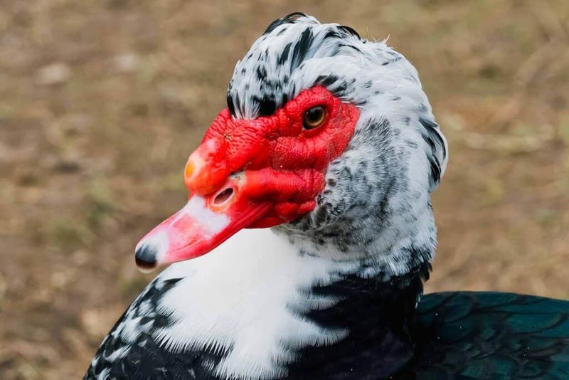 Nature's Pest Patrol: Muscovy Ducks