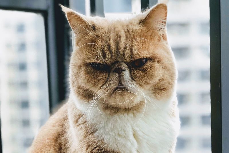 Exotic Shorthair Emotional Economists
