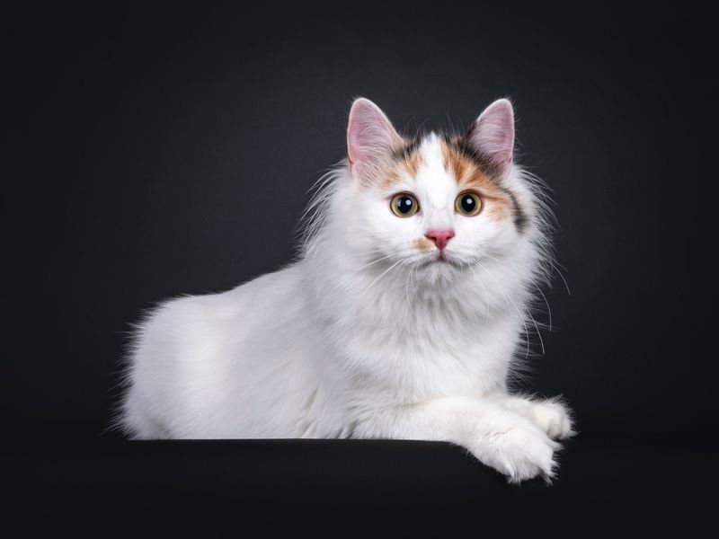 Turkish Angora + Japanese Bobtail = Turkish Bobtail