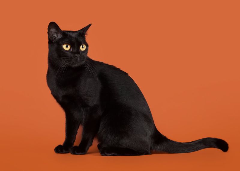 Bombay: Mini Panthers With Maximum Sass