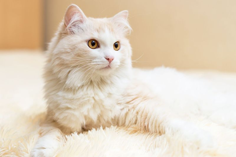 Turkish Angora: The Aquatic Hunter