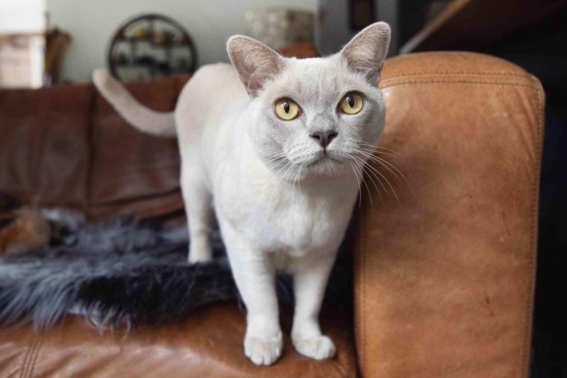 Burmese: The Velvet Companion