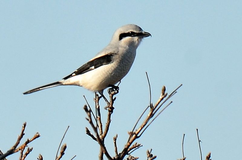 Masked Northern Shrikes