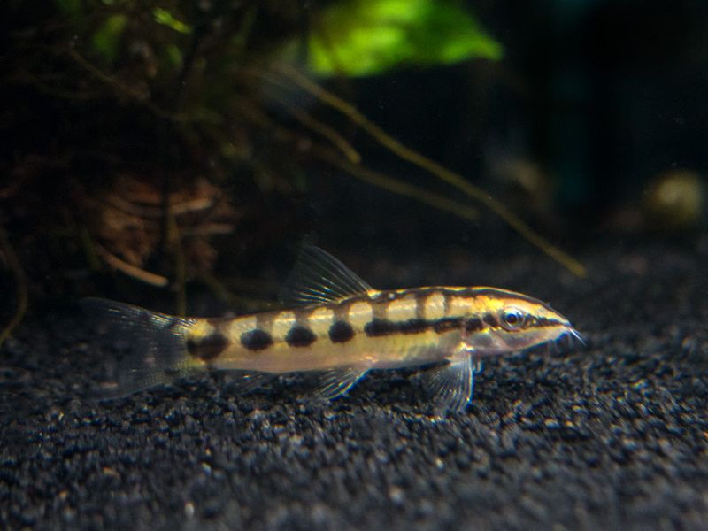 Dwarf Chain Loach