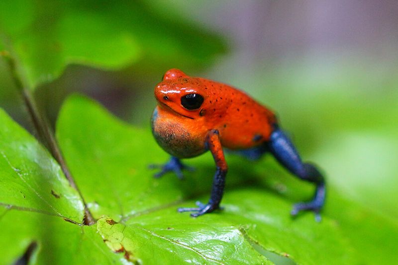 Strawberry Poison Dart Frogs With Warning Colors