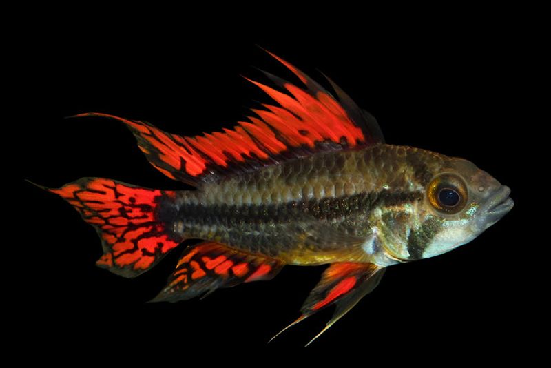 Apistogramma Cacatuoides