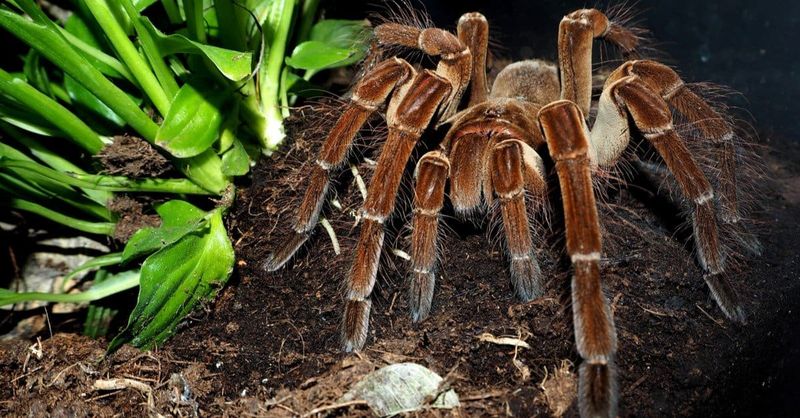 Goliath Birdeater