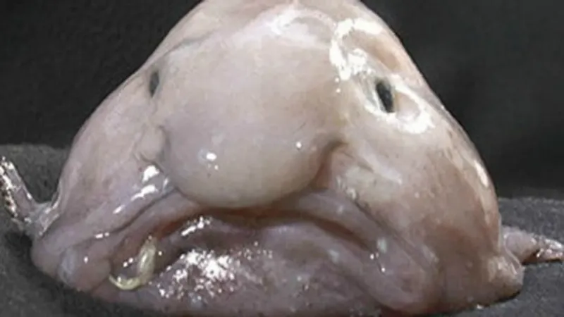 Blobby Surprise