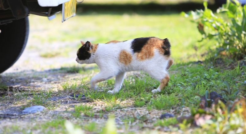 Bashful Ballerinas: The Japanese Bobtail