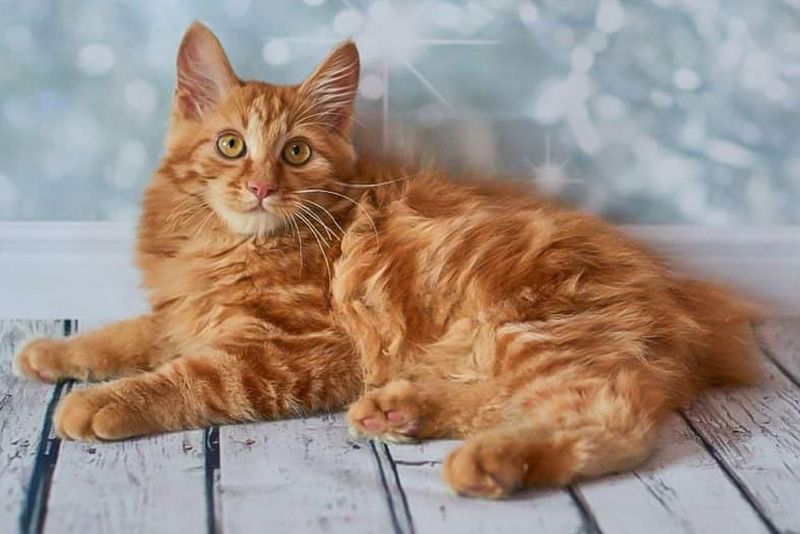 Muscular American Bobtail