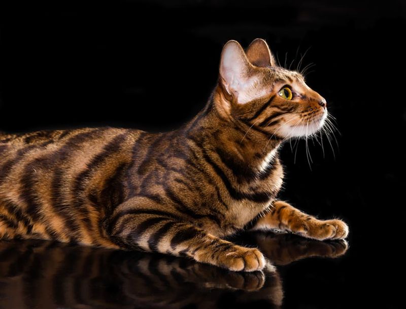 Toyger: Mini Jungle Royalty
