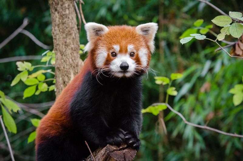 Red Panda