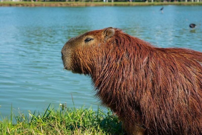 Capybara