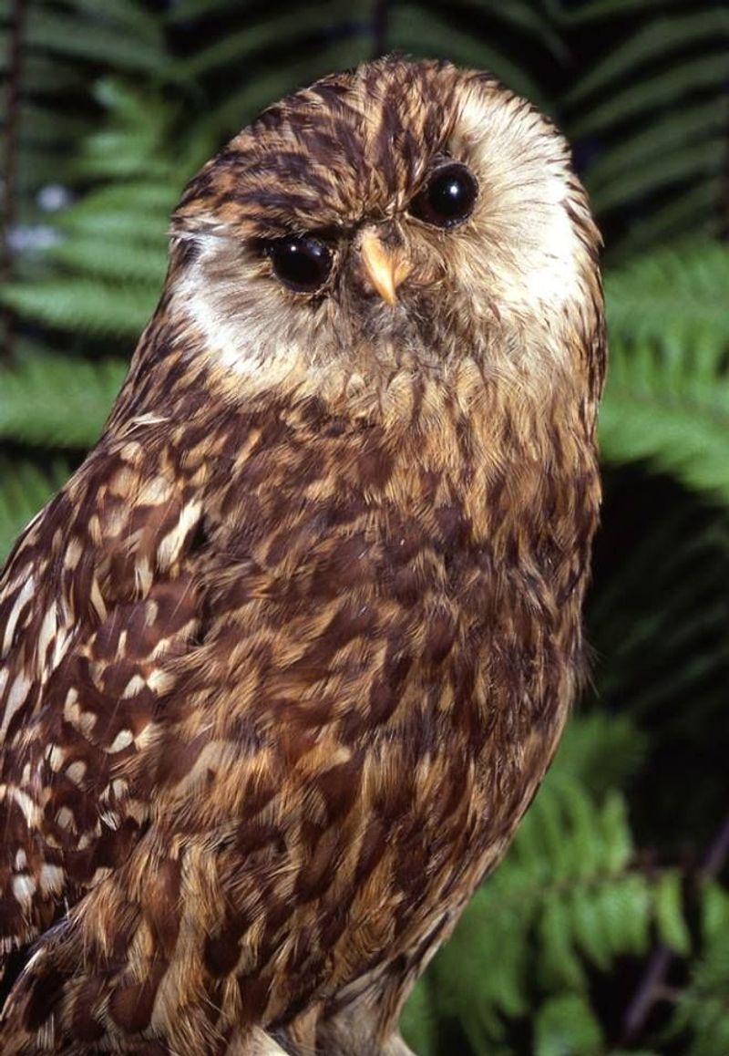 Laughing Owl: New Zealand's Vanished Voice