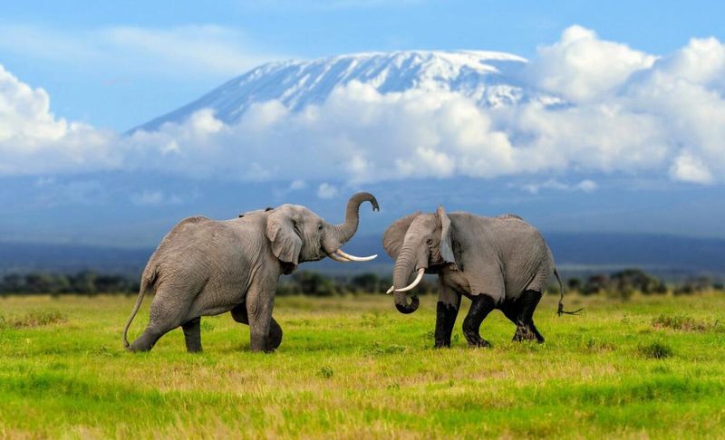 They Can Recognize Over 100 Individual Elephants