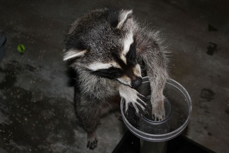 Cunning Raccoons