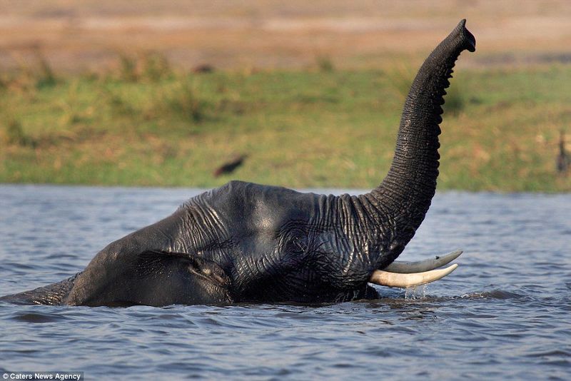 Their Trunks Function As Snorkels