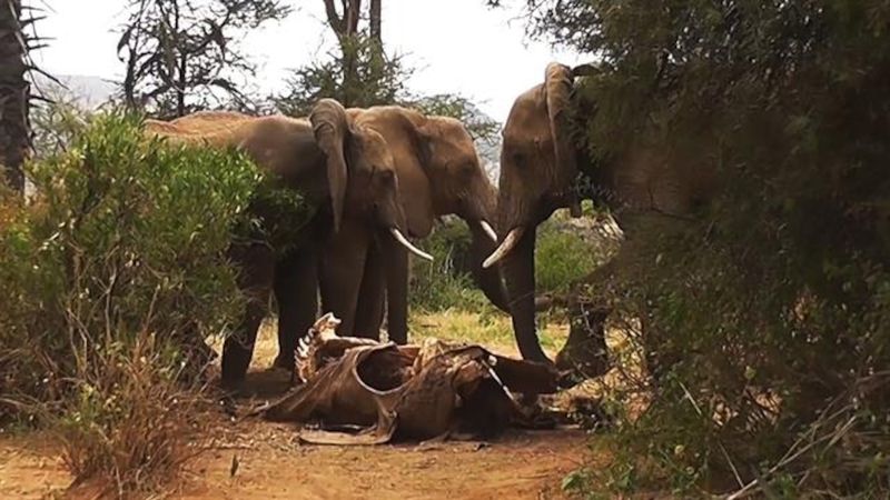 They Mourn Their Dead