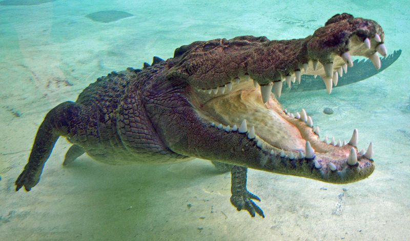Saltwater Crocodile