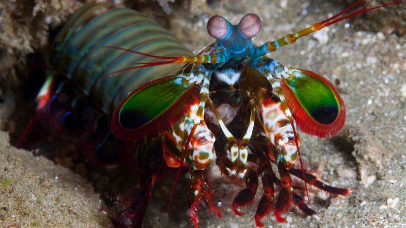 Shrimp