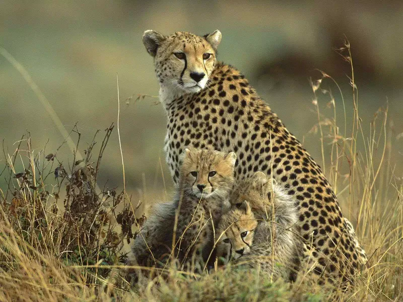 Cheetah