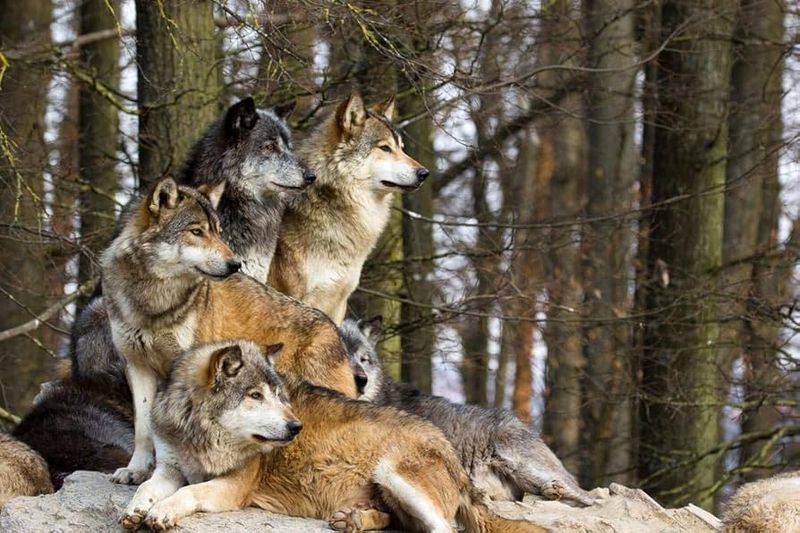Wolves