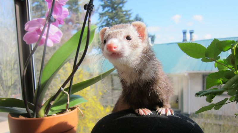 Ferrets