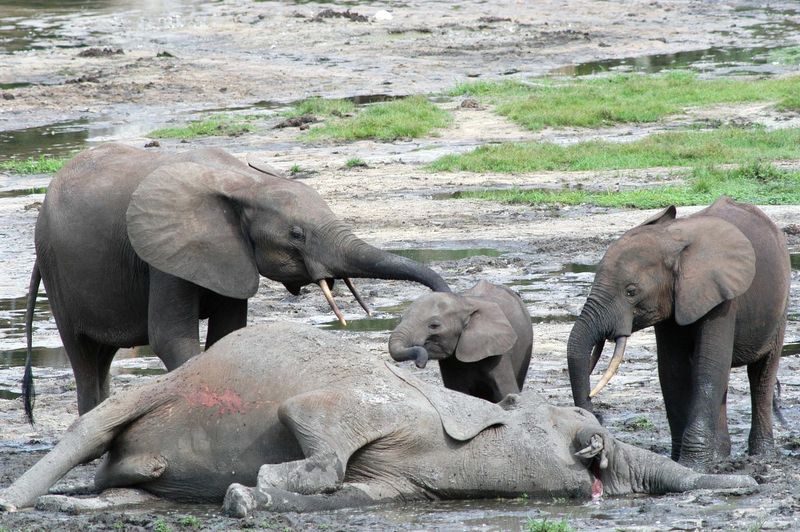 The Meaning Of Elephants