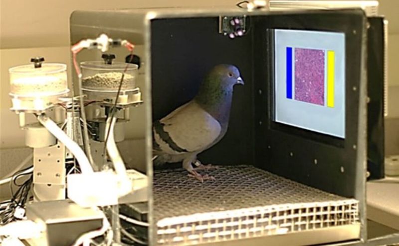 Pigeons