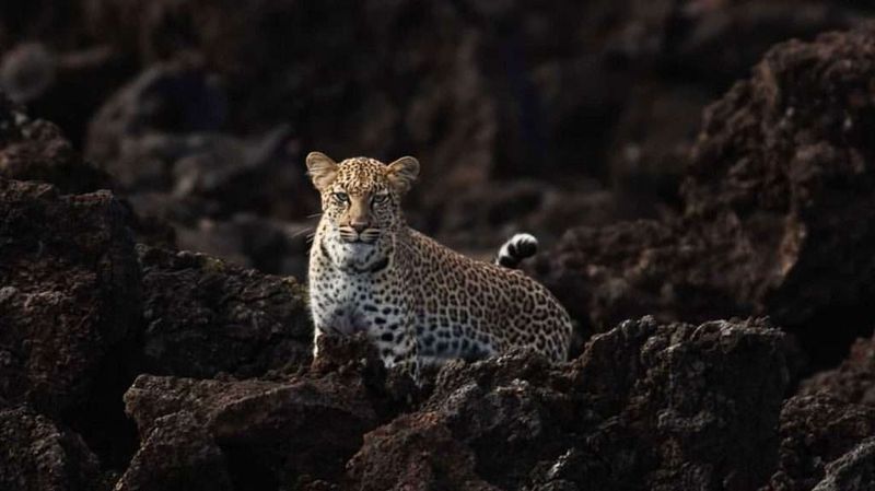 All Predators Hunt During The Day