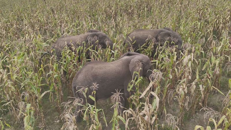 Potential Challenges Of Reintroduction