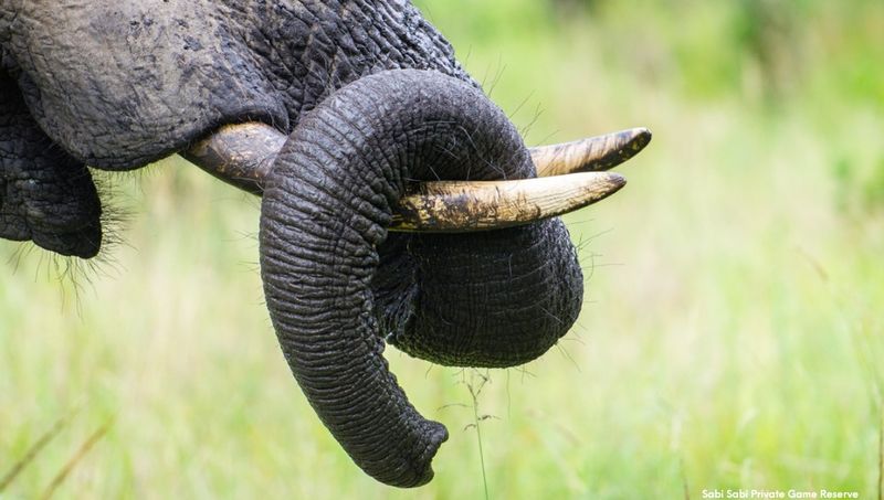 Elephant Trunks Contain Zero Bones