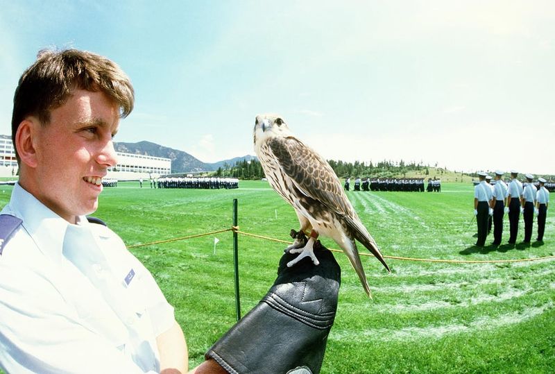 Falcons Performing Aerial Displays