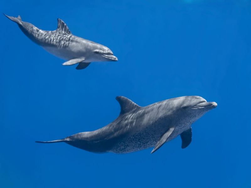 Dolphins: Ocean's Compassionate Intellects