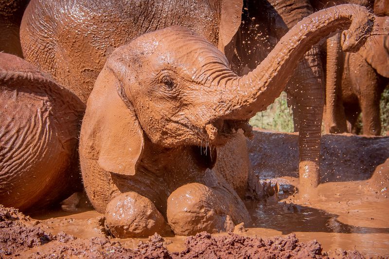 They Use Sunscreen—Made Of Mud
