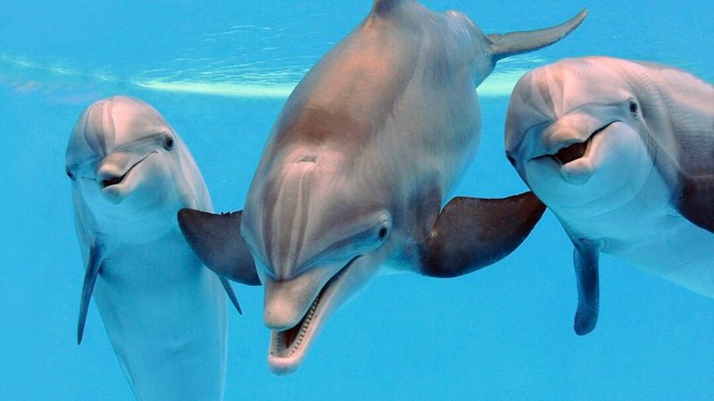 Dolphins Call Each Other By Name