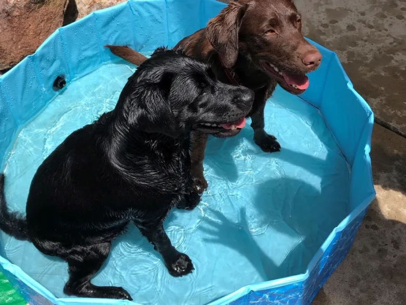 Paw Soaking Stations