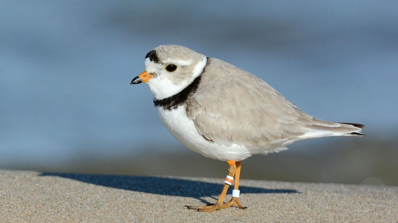 Piping Plover