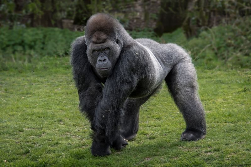 Gorilla