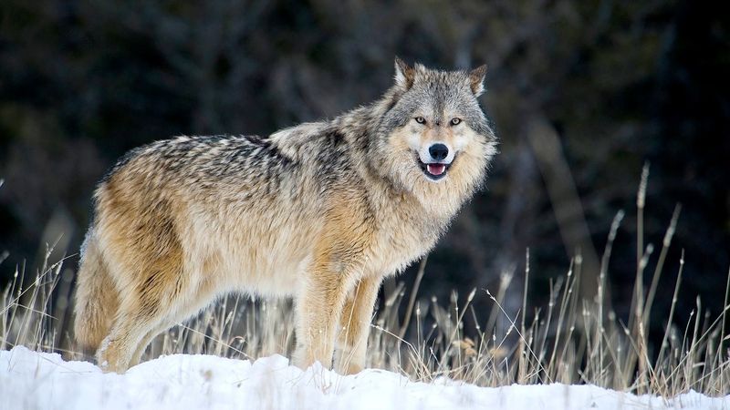 Gray Wolf