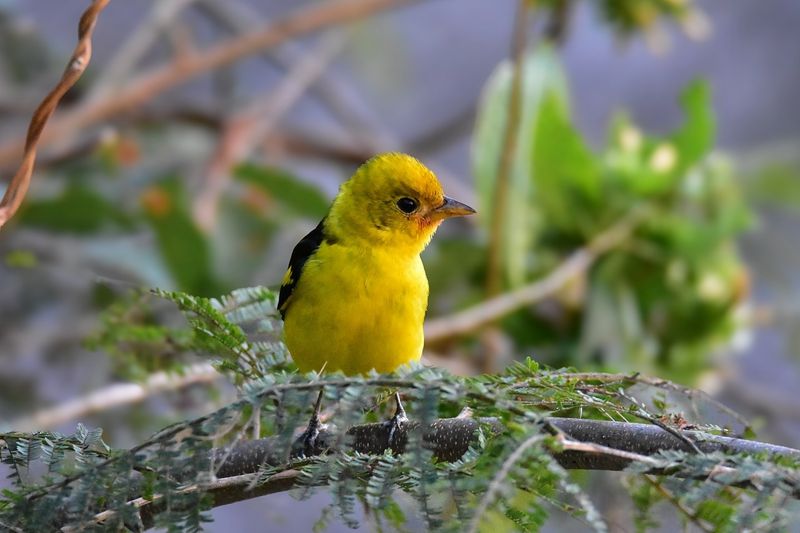 Western Tanager