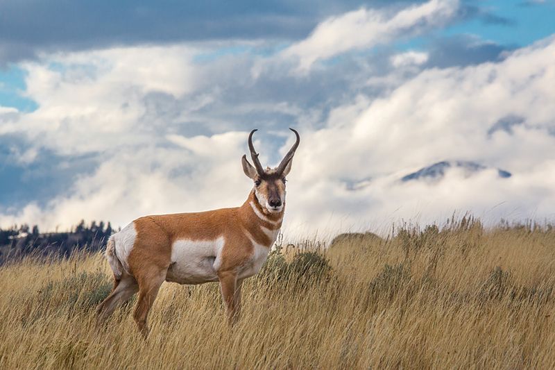Pronghorn