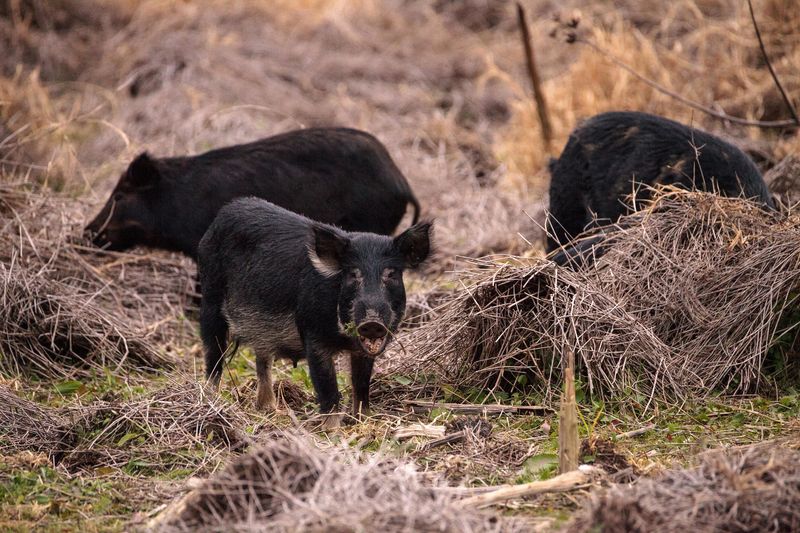 Wild Boars
