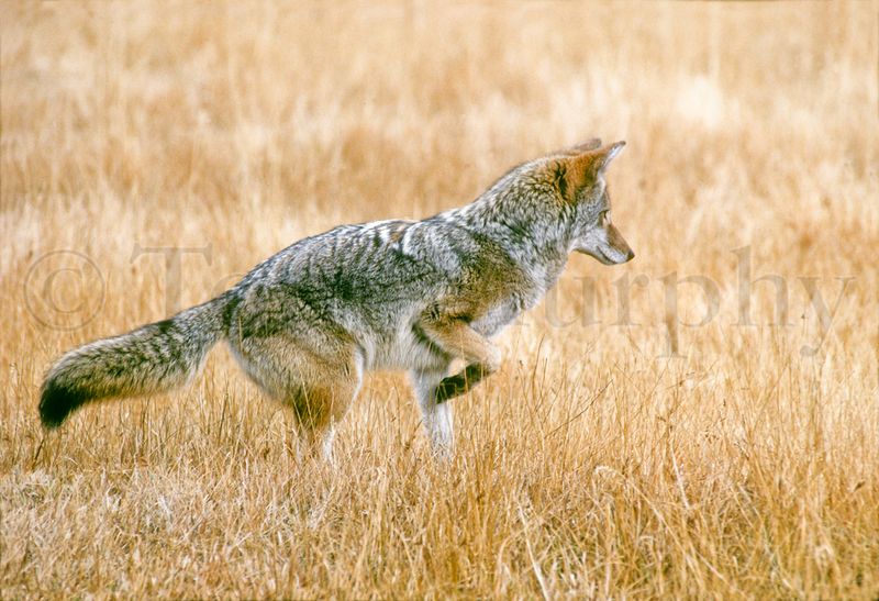 Coyotes Hunting In Open Areas