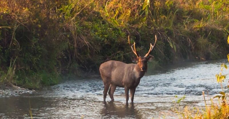 Sambar